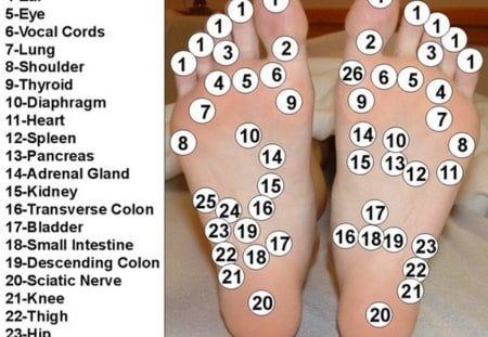 reflexology chart - points, health, soles, massage