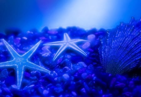 Underwater world - starfish, animal, nature, sea, fish