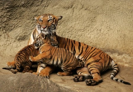 Family love - love, cub, wild, family, animal, mother, tiger, mom