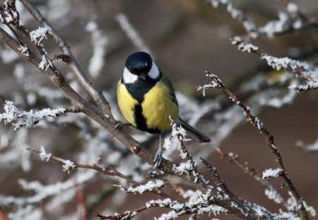 *** Bird on a frosted branch *** - zwierzeta, galazka, ptaki, szron