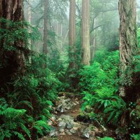 Olympic National Park