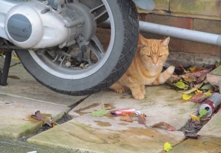 Peeping Out - feline, pets, cats, ginger