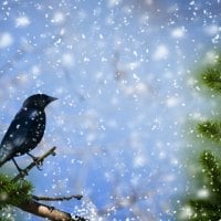 Winter Bird Song