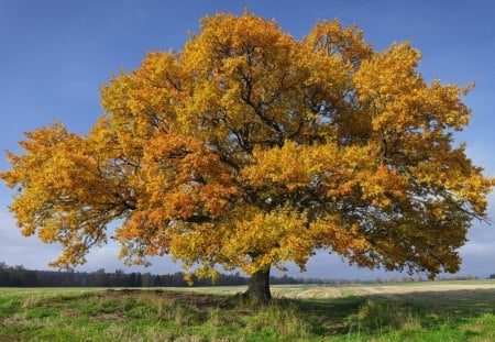 *** Lonely tree in a field *** - samotne, pole, natura, drzewo