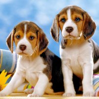 Cute beagles