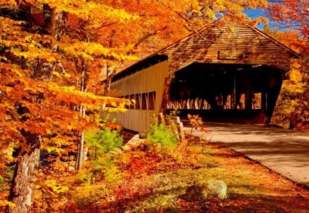 Autumn covered bridge - branches, autumn, falling, peaceful, colorful, calm, nature, fall, forest, covered, leaves, sunny, bridge