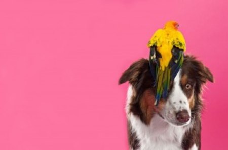 What Parrot? - dog, parrot, pink, animals