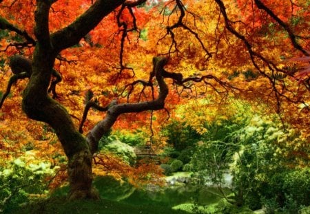 autumn splendor - trees, forest, leaves, autumn