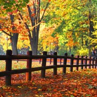 Park in autumn