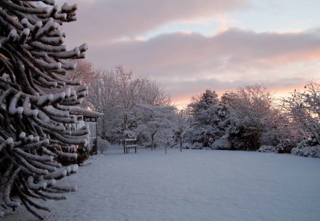 Winter Garden - bonsai-passion, bonsai, winter, snow