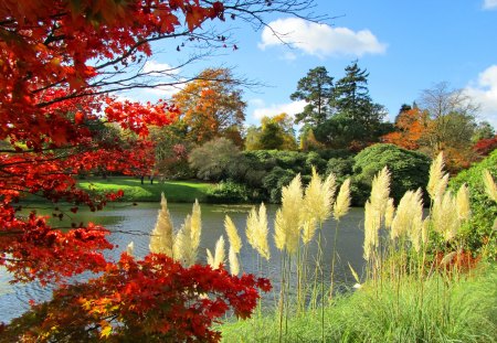 Lovely river place - nice, sky, riverbank, peaceful, colorful, greenery, gras, calm, pretty, river, clouds, green, branches, lake, shore, place, lovely, serenity, tranquility, nature, red, beautiful, flowers