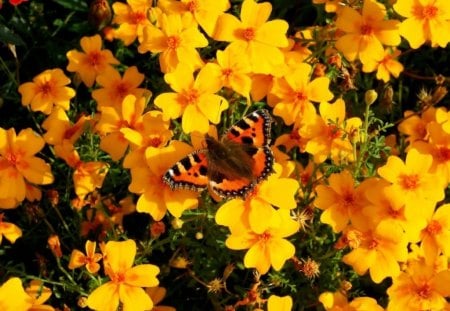 BRIGHT YELLOW - yellow, insects, gardens, flowers, butterflies