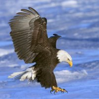 eagle hunting in the water