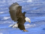 eagle hunting in the water