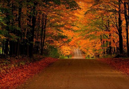 The Road Through Fall - forest, fall foliage, trees, road