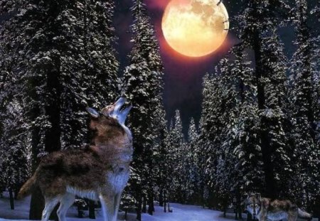 The Wolf And The Moon - moon, wolf, animal, trees