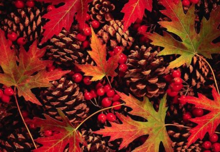 Pinecones And Leaves - berries, leaves, nature, pinecones