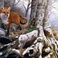 red fox walks on the bank of the river