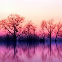 trees at dusk