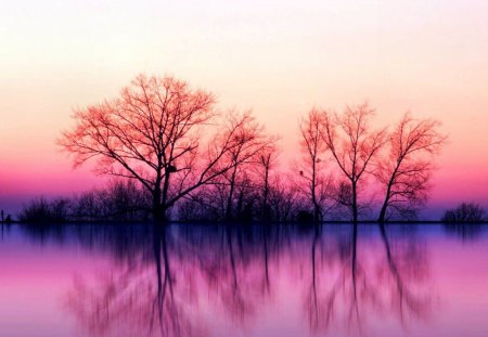 trees at dusk - nature, fields, sunset, trees