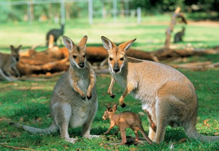 breeding pair of kangaroos - kangaroos, pair, animals, breeding