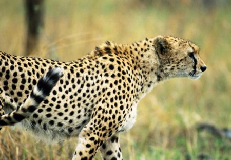 lone cheetah on the prairie - cheetah, prairie, lone, cat