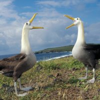 singing birds on the coast