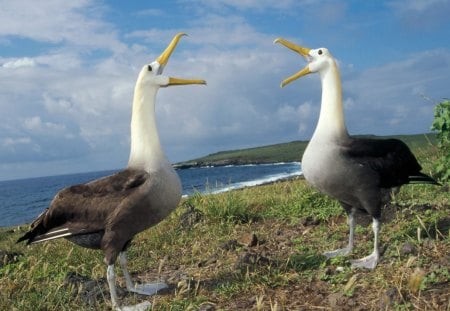 singing birds on the coast - singing, animals, birds, coast