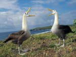 singing birds on the coast