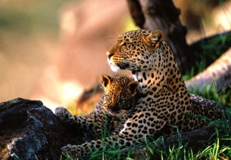 cheetah mom with her little puppy - cheetah, little, mom, puppy