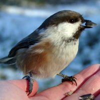 small bird in the hand