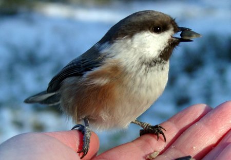 small bird in the hand - small, hand, animals, bird