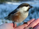 small bird in the hand