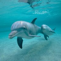 dolphin swimming in blue water