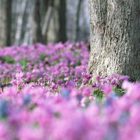 field of flowers in spring