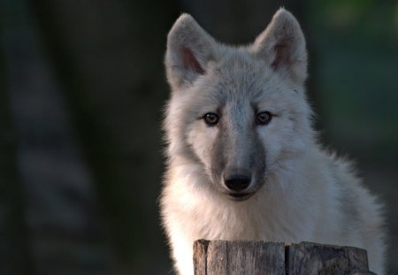 YOUNG WOLVE - hunde, dogs, wolf, wolve