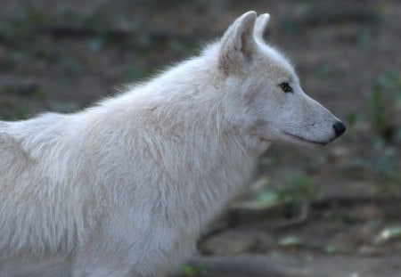 WHITE WOLVE - white, wolve, woelfe, dogs