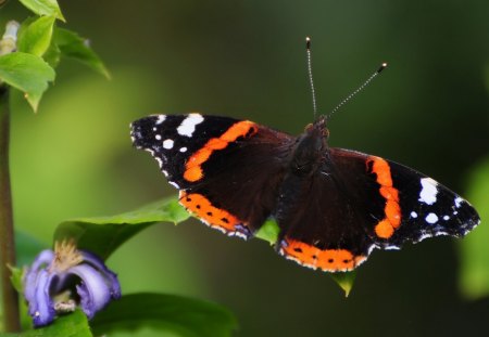 ADMIRAL - admiral, schmetterlinge, butterflies, tagfalter