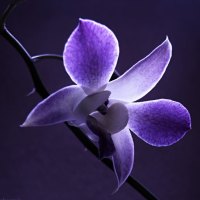 à²Œ.Purple Single Orchid.à²Œ