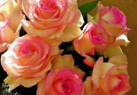 Roses for All My Friends - nature, pink-tipped, friends, flowers, rose