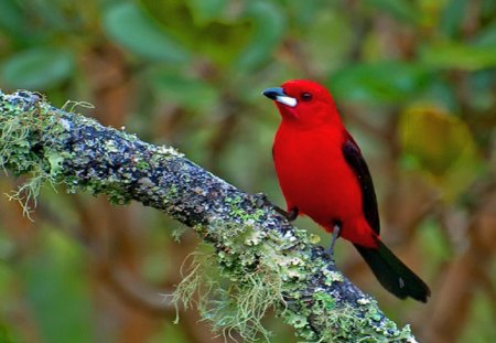 Easy to find - white, red, pretty, bird, black, trees, branch