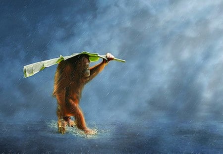 Orangutan - orangutan, rain, water, monkey, wind