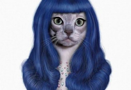 KATY PERRY IMPERSONATER - cute, animal, funny, cat