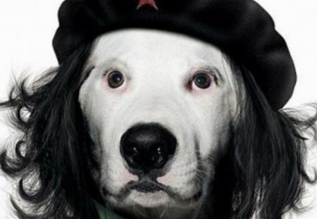 CHE GUEVARA IMPERSONATER - animal, abstract, funny, dog