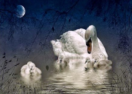 Protection - protection, love, swan, signets, family, water, mother, moonlight