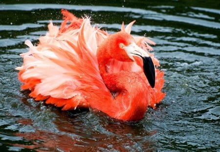 Flamingo - feather, animal, pink, black, bird, water, aqua, wing, flamingo, orange, nature