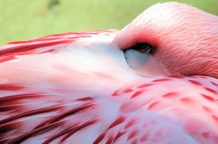 Flamingo - bird, white, animal, wing, feather, pink, rest, flamingo