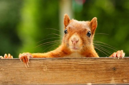 Something to eat?... - animal, funny, red, green, cute, squirrel