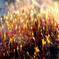 Curonia colors - Verdure