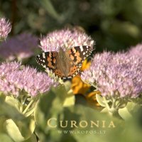 Curonia colors - Butterfly